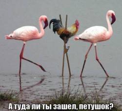 JPG Image, 51KB, 600px × 549px