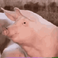 GIF Image, 220KB, 220px × 217px
