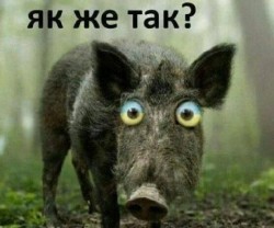 JPG Image, 59KB, 557px × 465px