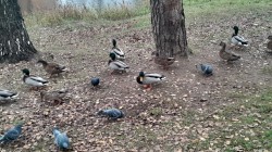 JPG Image, 333KB, 1280px × 720px