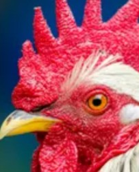 JPG Image, 39KB, 362px × 445px