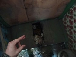 JPG Image, 58KB, 800px × 602px