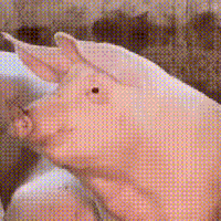 GIF Image, 526KB, 300px × 300px